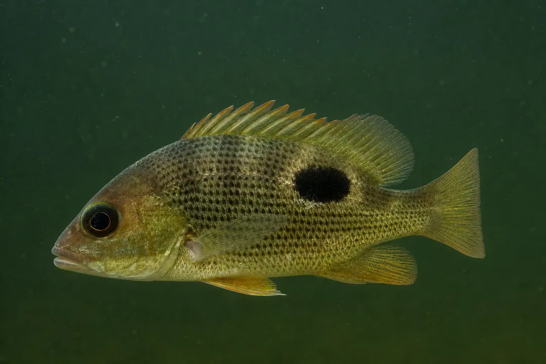 Golden Snapper (Lutjanus johnii)