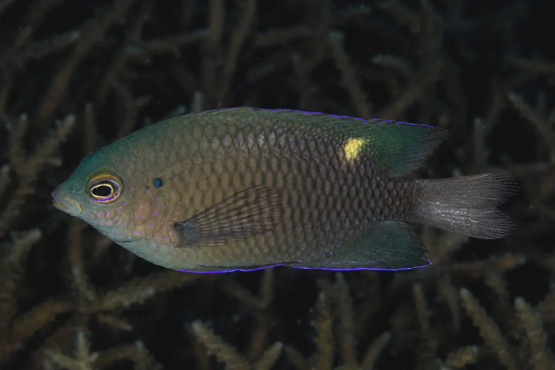 Burrough's Damselfish (Pomacentrus burroughi)