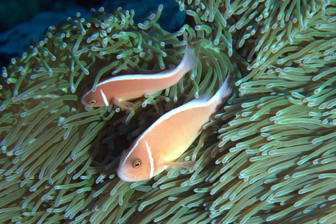 Pink Skunk Anemonefish (pale)
