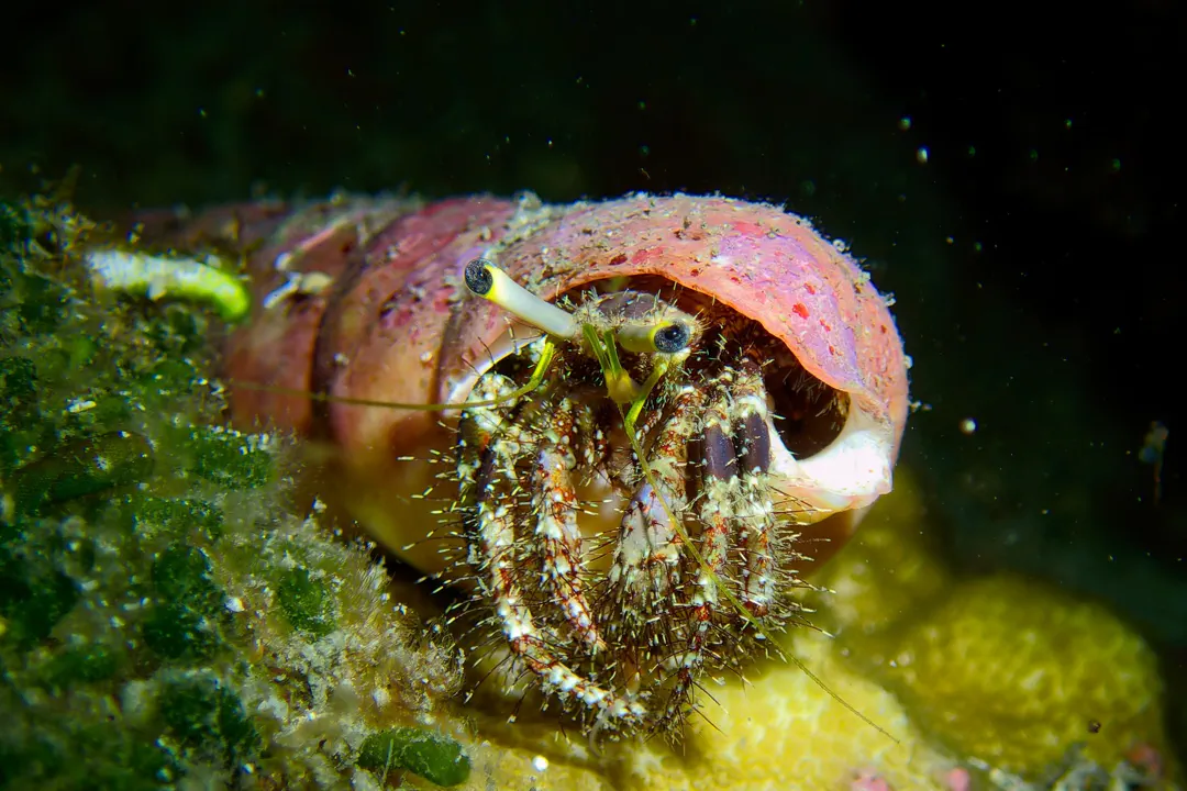 Hairy Red Hermit Crab