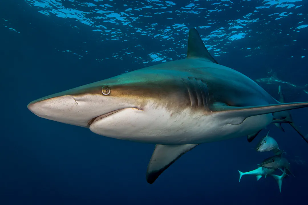 Common Blacktip Shark