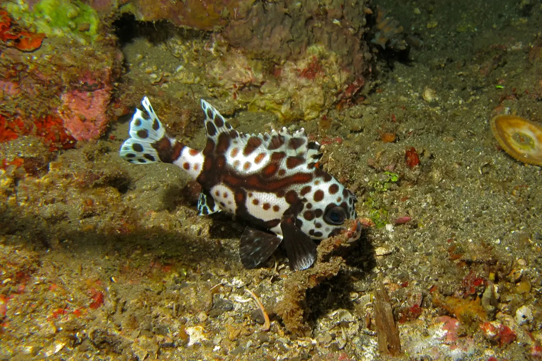 Harlequin Sweetlips (teen) (Plectorhinchus chaetodonoides)
