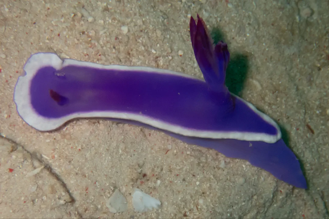 Hypselodoris violacea (Hypselodoris violacea)