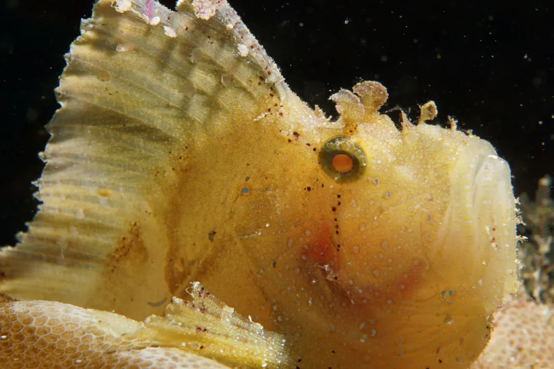 Leaf Scorpionfish (yellow) (Taenianotus triacanthus)