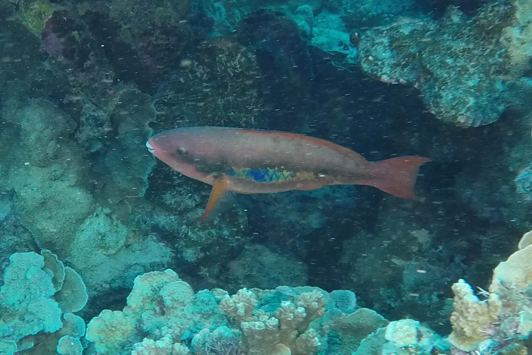 Whitespot Parrotfish (female) (Scarus forsteni)