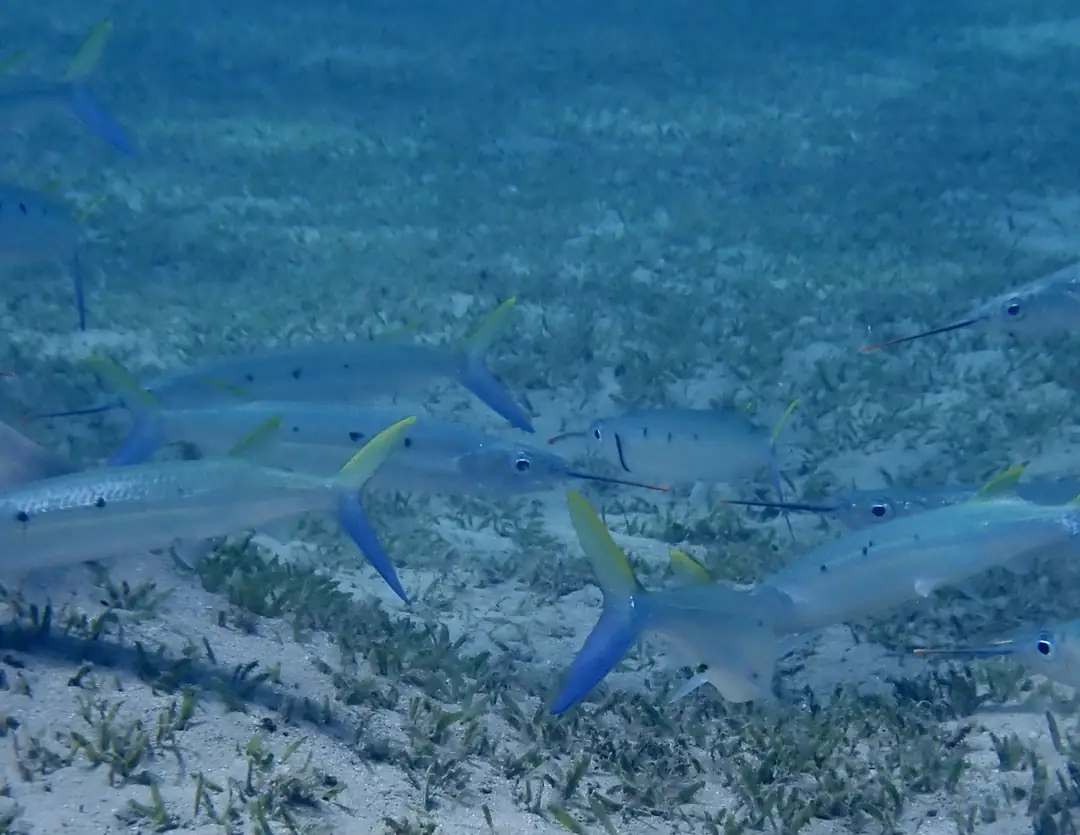 Black-barred Garfish