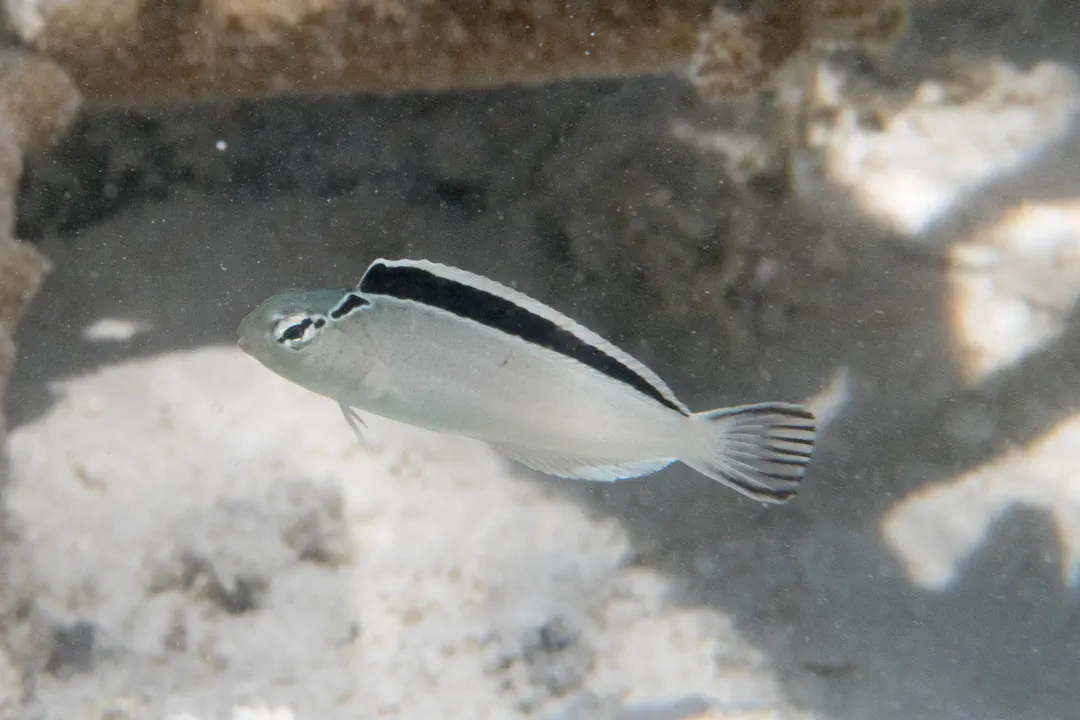 Smith's Fangblenny (Meiacanthus smithi)