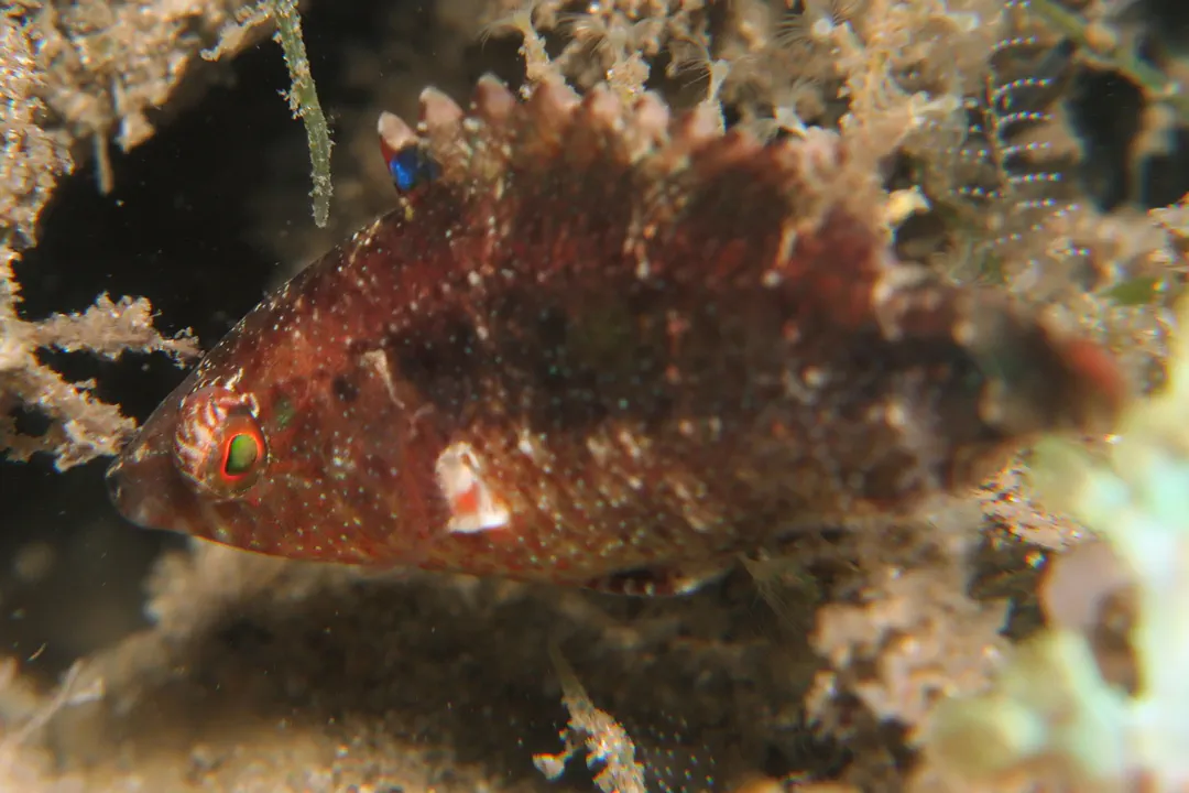 Twospot Wrasse (juvenile) (Oxycheilinus bimaculatus)