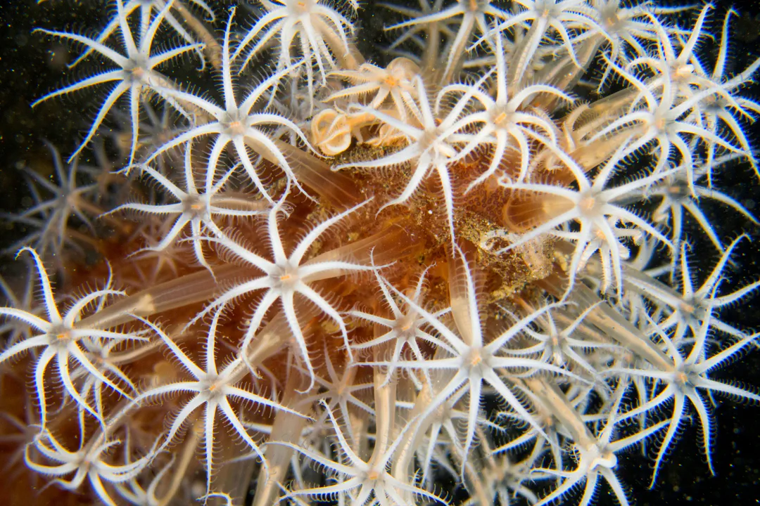 Obese Sea Pen (Cavernularia obesa)