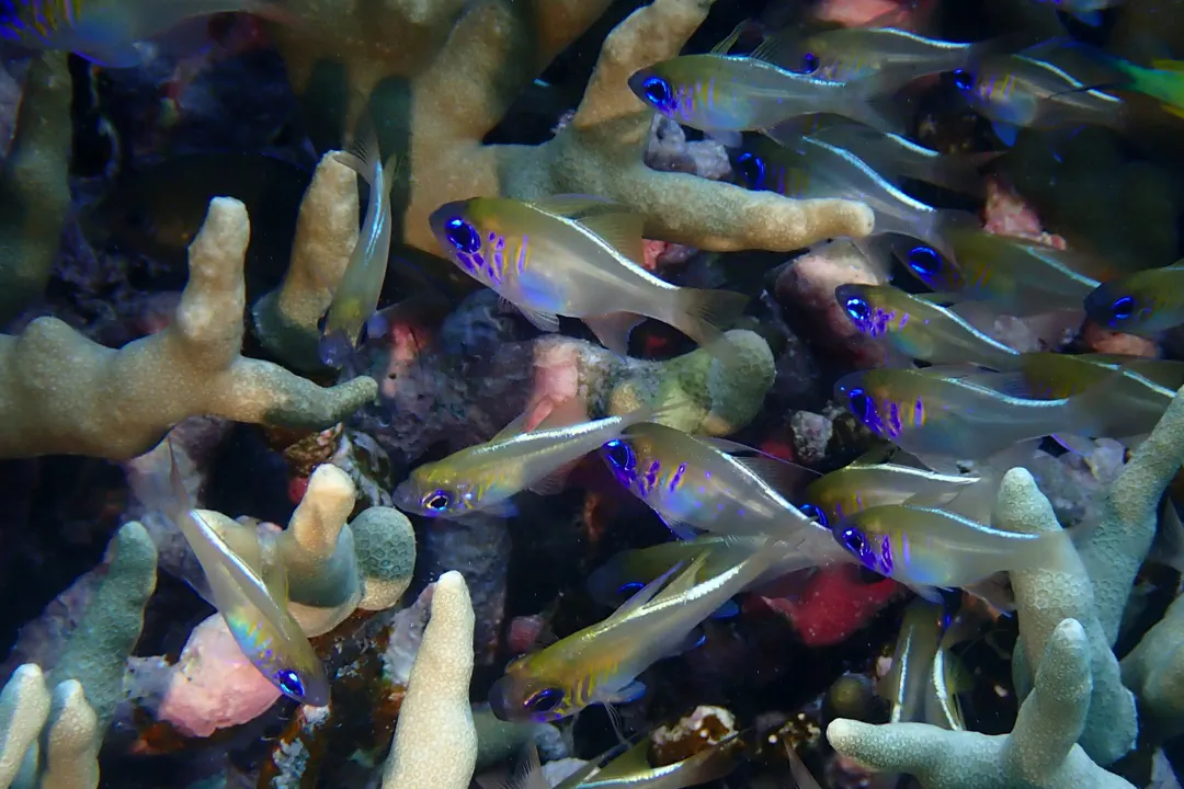 Threadfin Cardinalfish (Zoramia leptacantha)