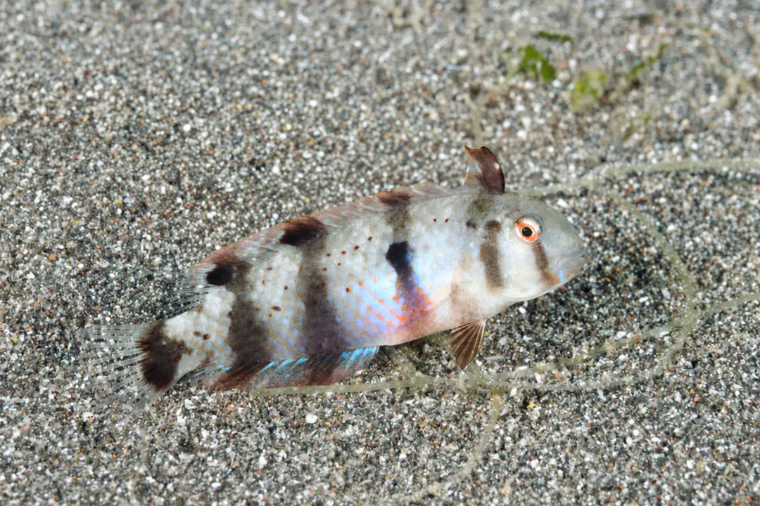 Whitepatch Razorfish (juvenile)