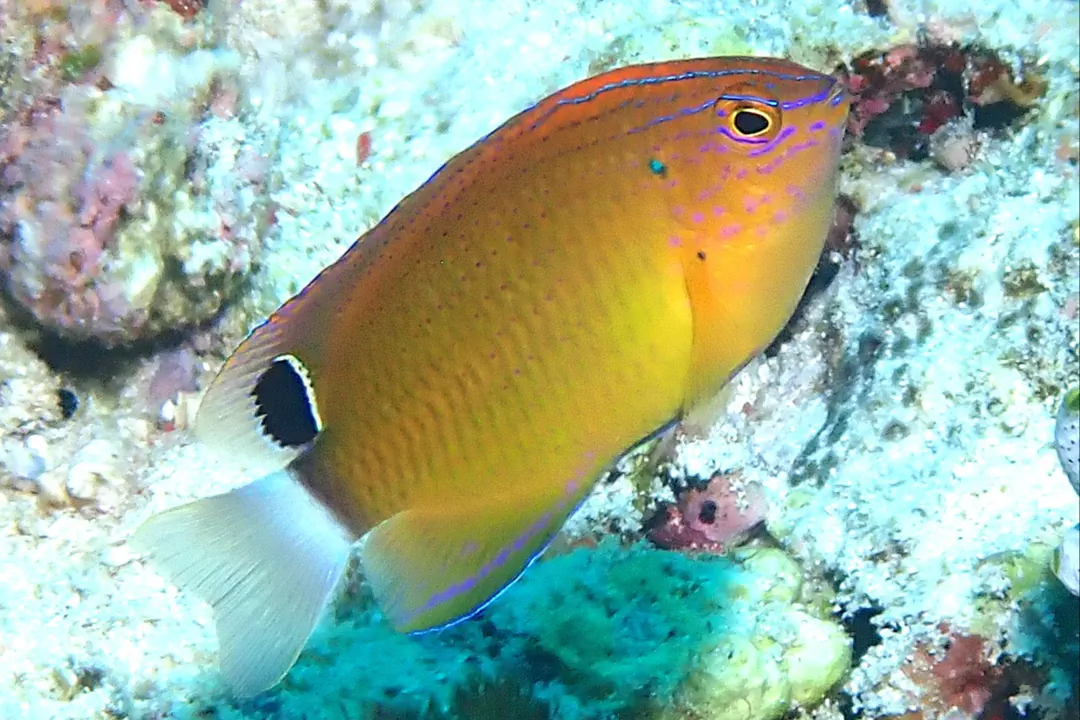 Speckled Damsel (Pomacentrus bankanensis)