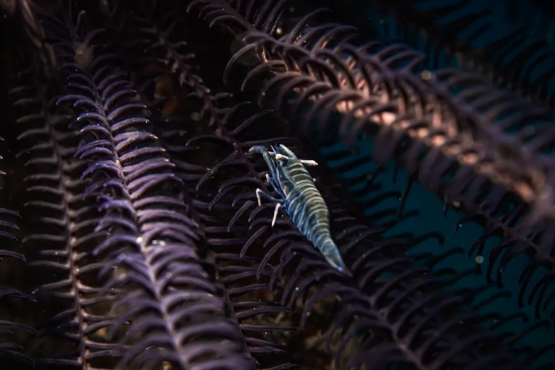 Ambon Crinoid Shrimp