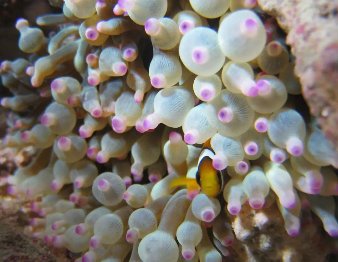 Seabook: Bubble-tip Anemone (purple)