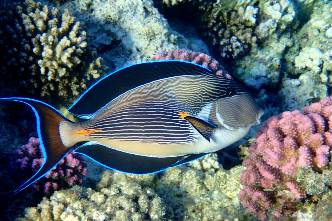 Sohal Surgeonfish (Acanthurus sohal)