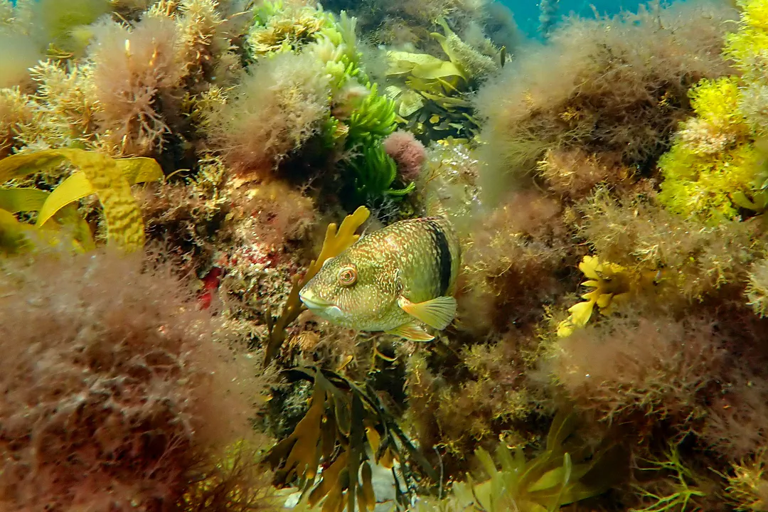Bluethroat Wrasse (Notolabrus tetricus)
