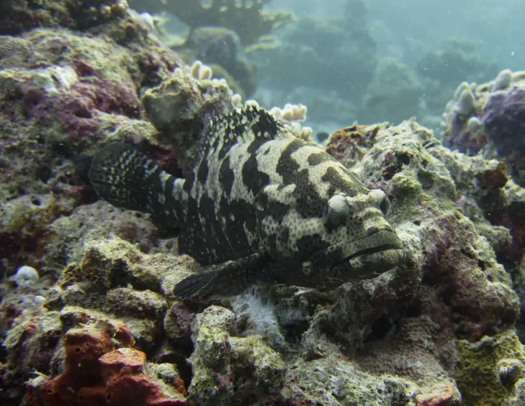 Seabook: Camouflage Grouper
