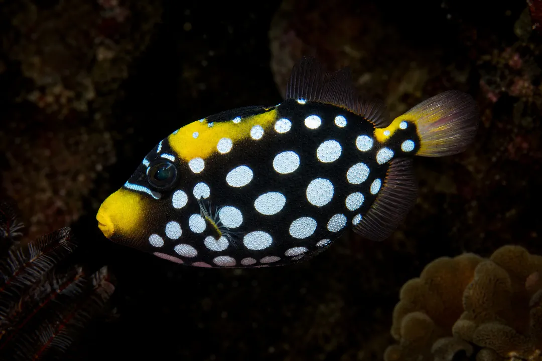 Clown Triggerfish (juvenile)