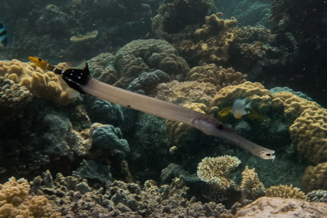 Chinese Trumpetfish