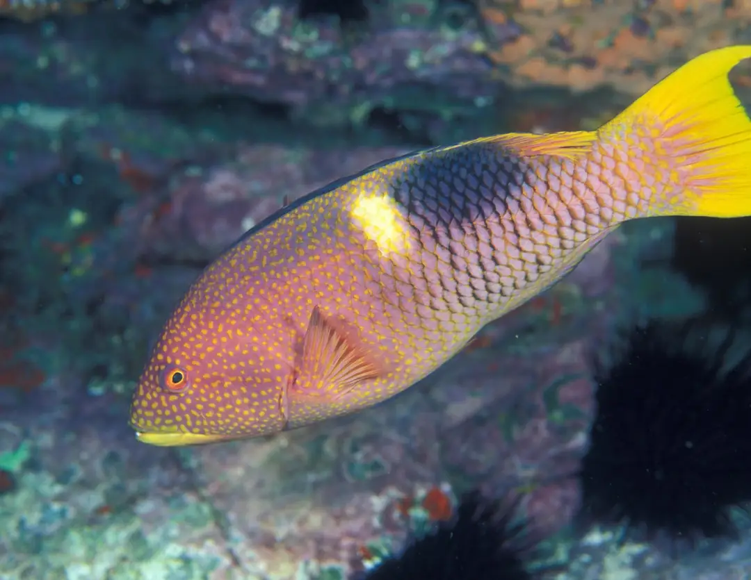 Seabook: Gold-spot Wrasse