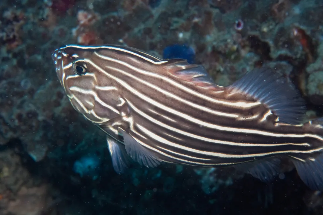 Lined Soapfish