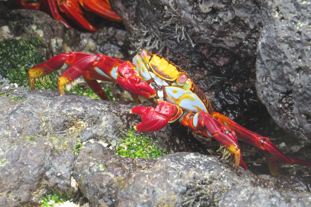 Sally Lightfoot Crab