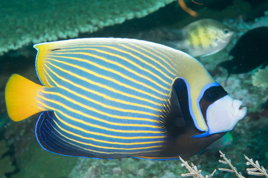 Emperor angelfish (Pomacanthus imperator)