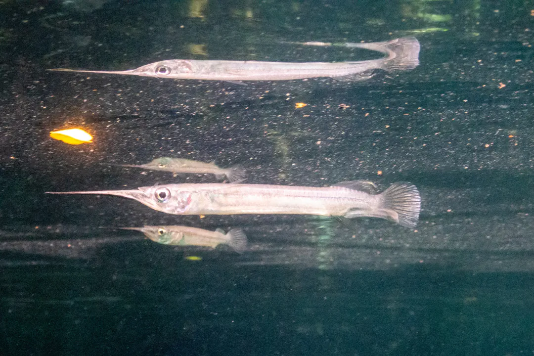 Spoon-fin Garfish