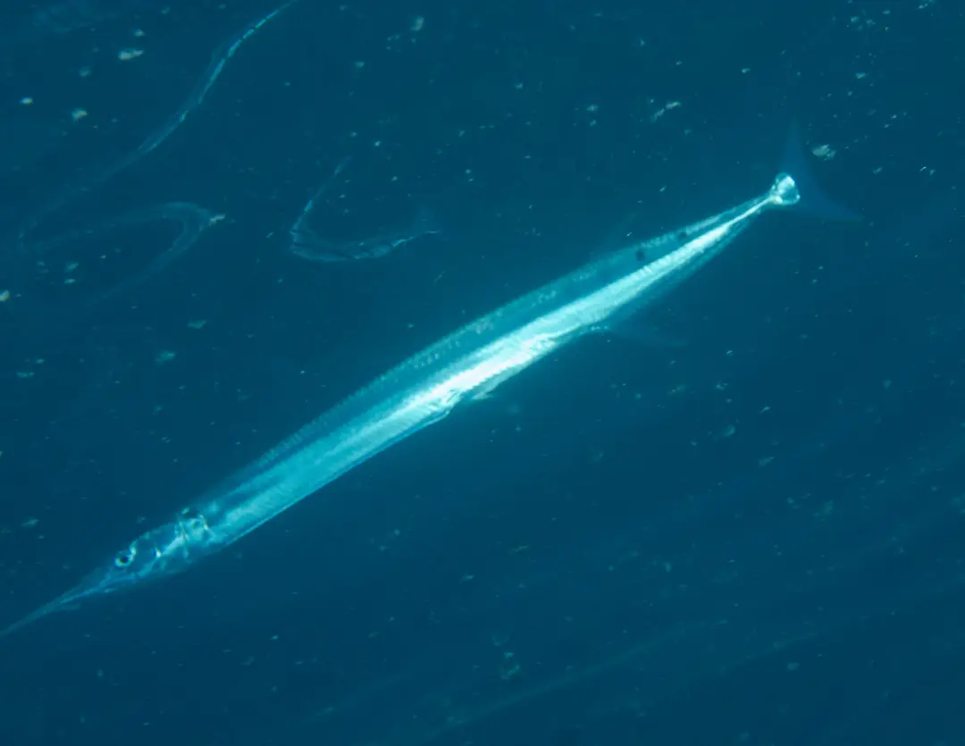 Barred Long-tom