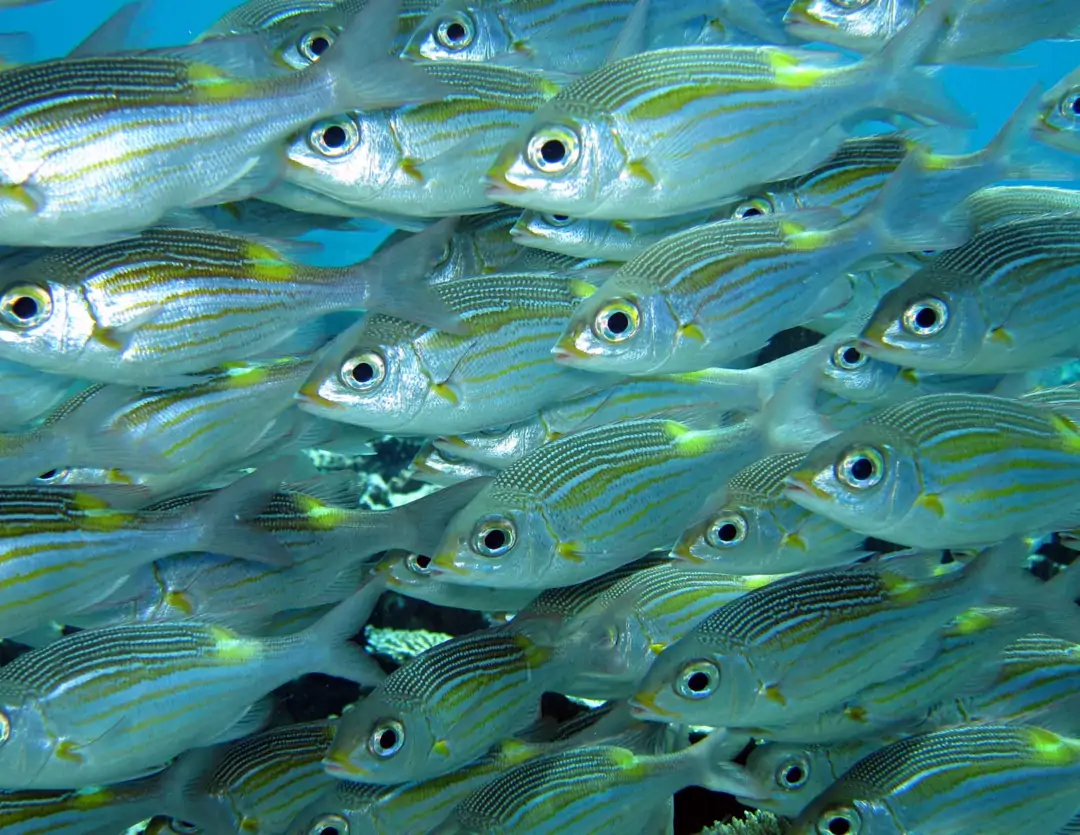 Seabook: Striped Large-eye Bream