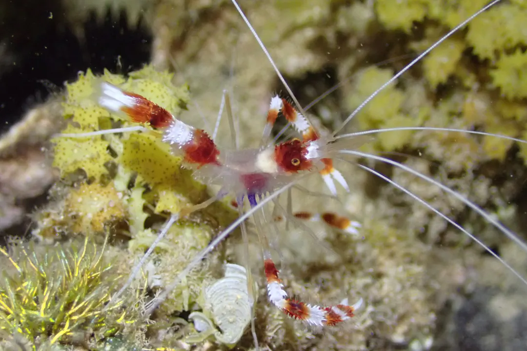 Banded Coral Shrimp