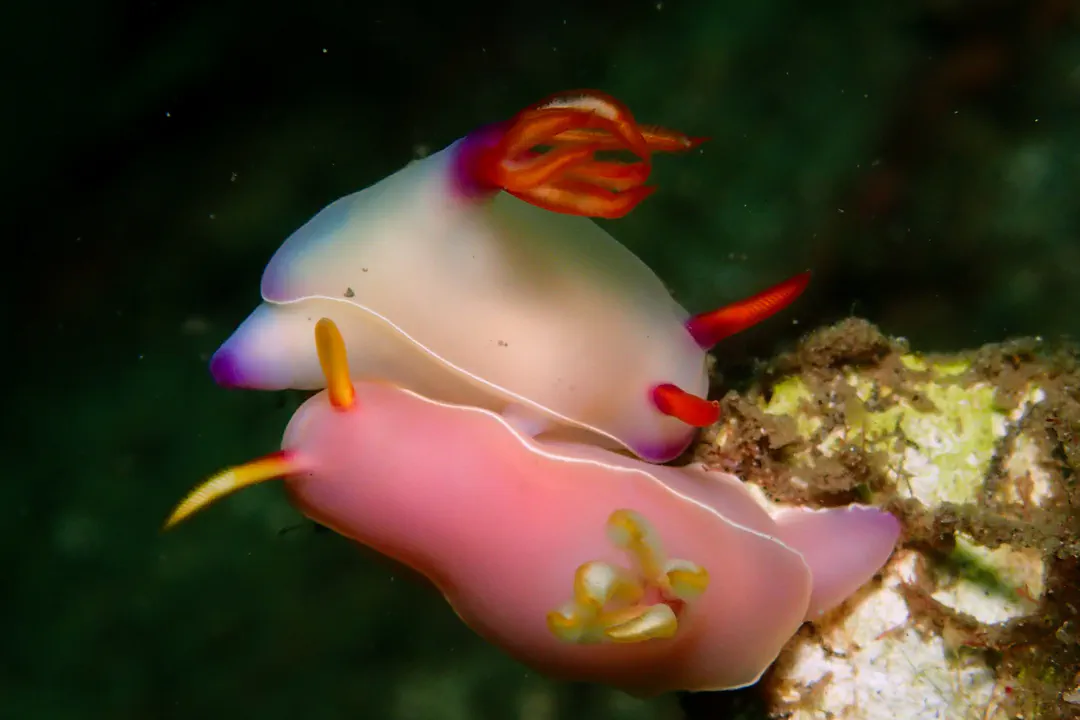 Bullock's Hypselodoris (pink) (Hypselodoris bullockii)