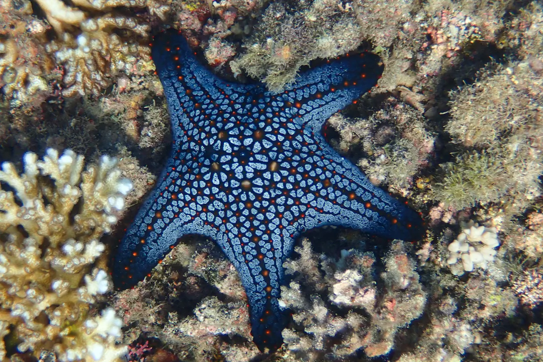 Panamic Cushion Star (Pentaceraster cumingi)