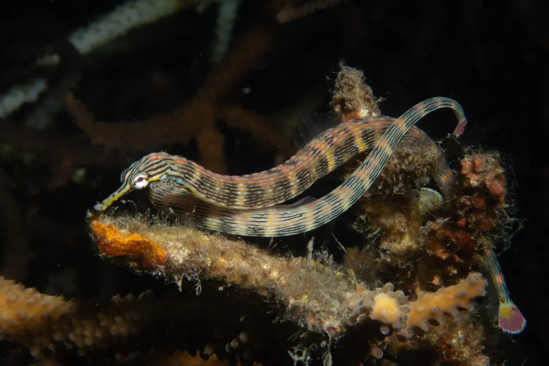 Reeftop Pipefish (Corythoichthys haematopterus)