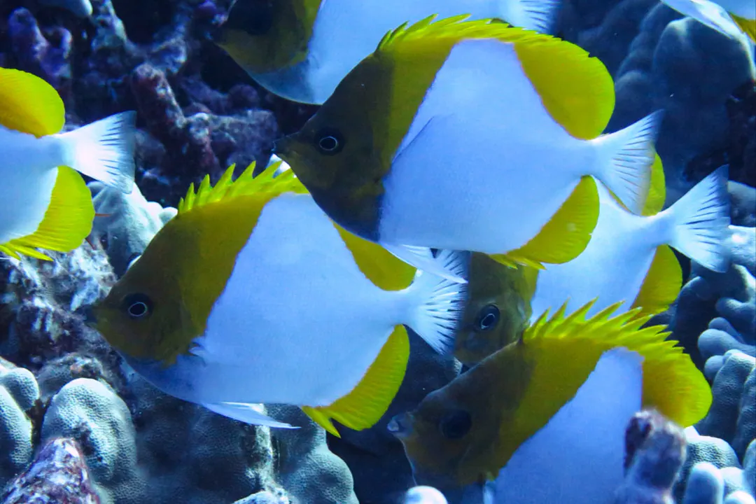 Pyramid Butterflyfish (Hemitaurichthys polylepis)