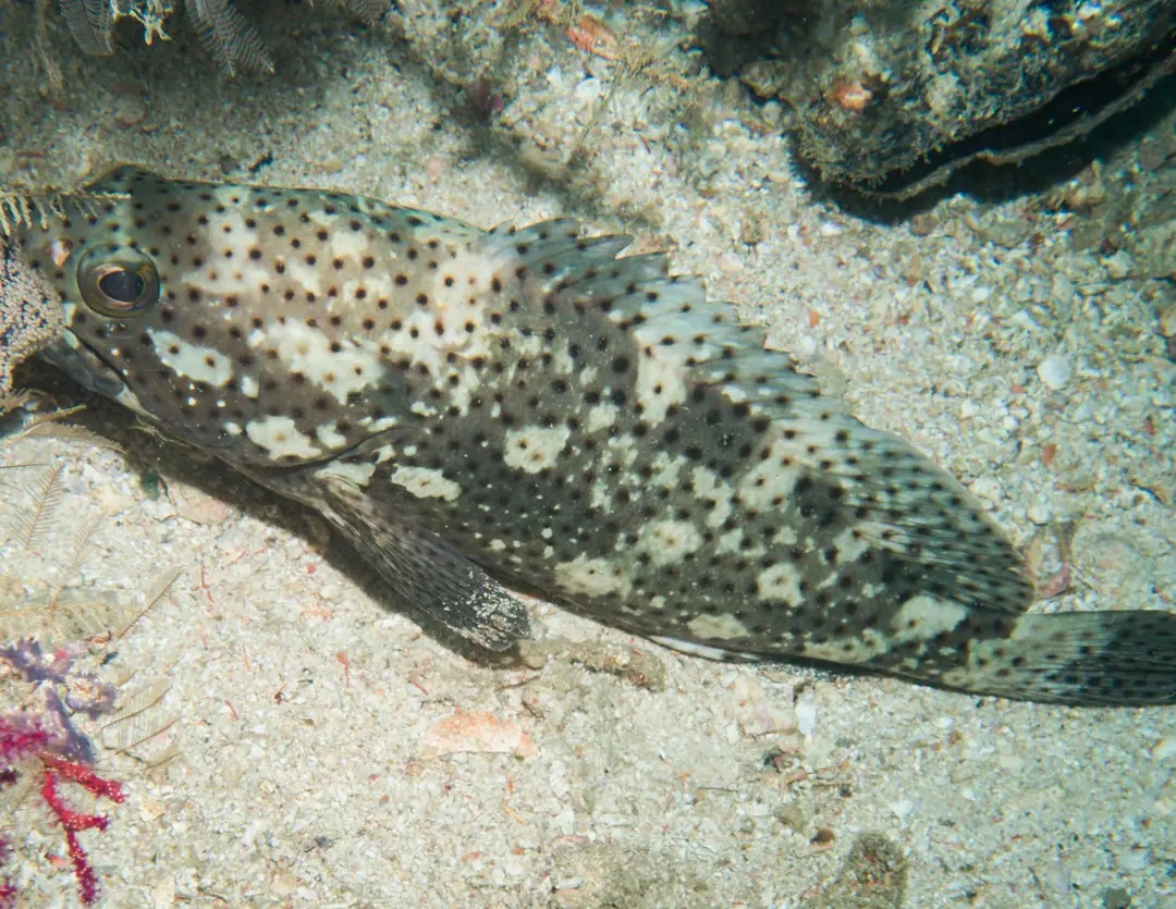 Seabook: Coral Rock Cod