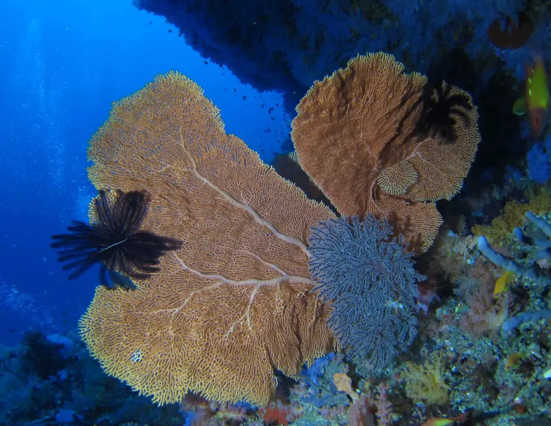 Seabook: Giant Sea Fan