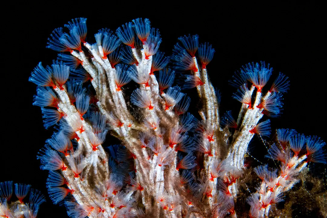 Delicate Tube Worm (Filogranella elatensis)