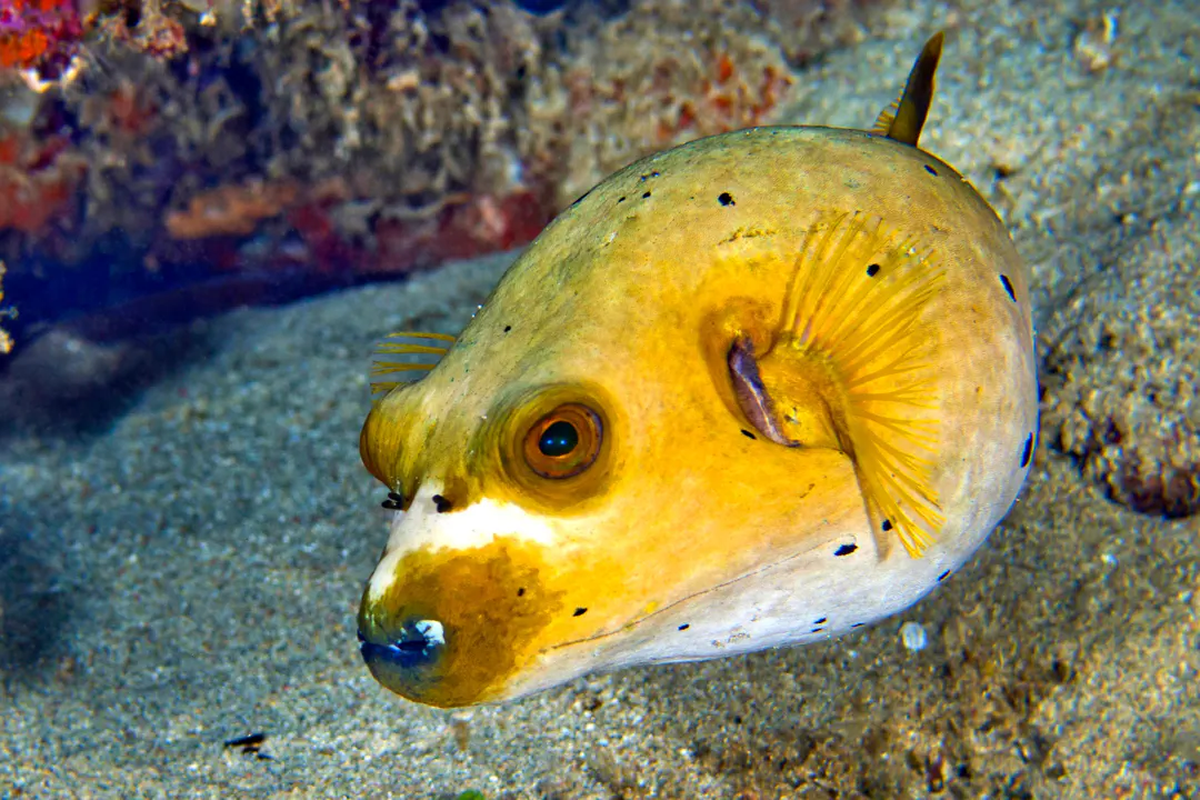 Blackspotted Puffer (yellow)