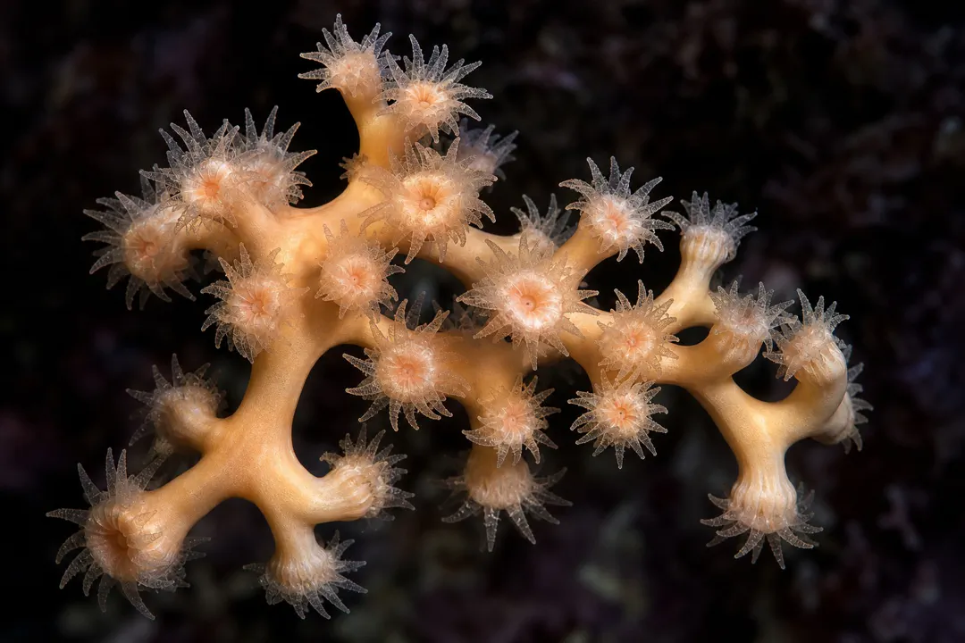 Solenosmilia variabilis