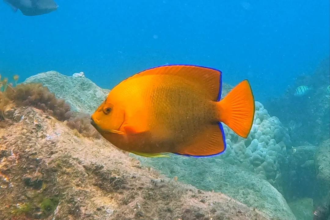 Clarion Angelfish