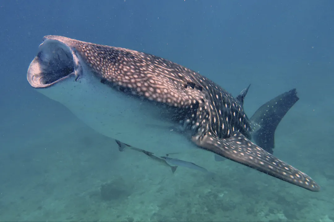 Encountering Whale Sharks at Ningaloo Reef