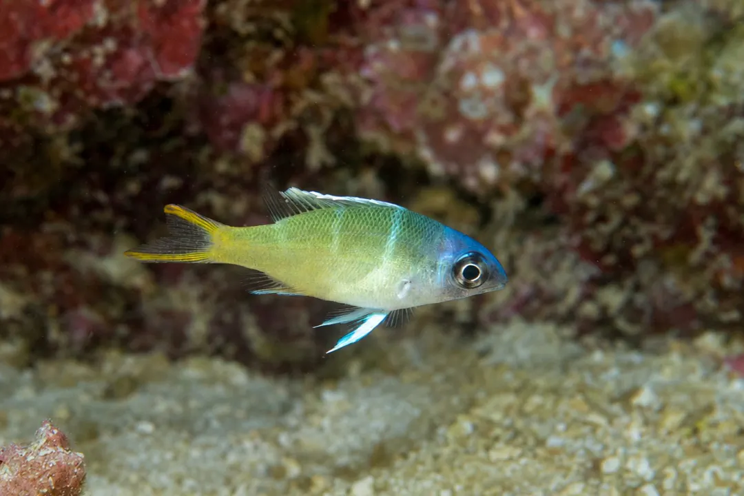 Humpnose Bigeye Bream (juvenile)