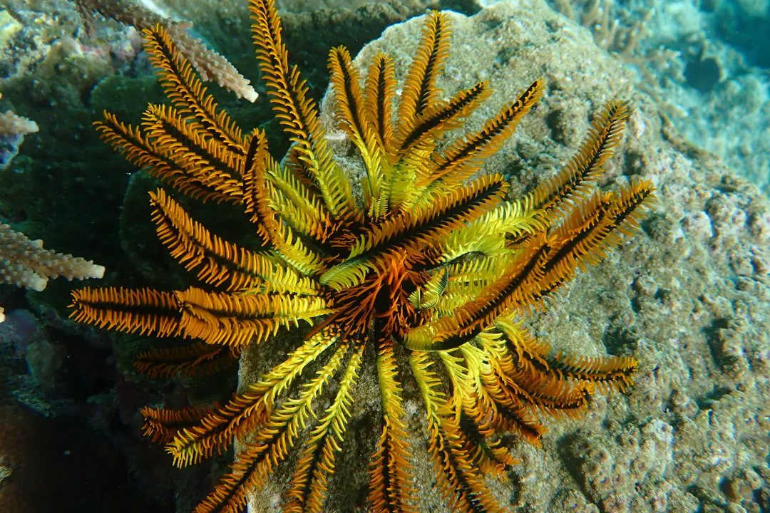 Bennett's Feather Star