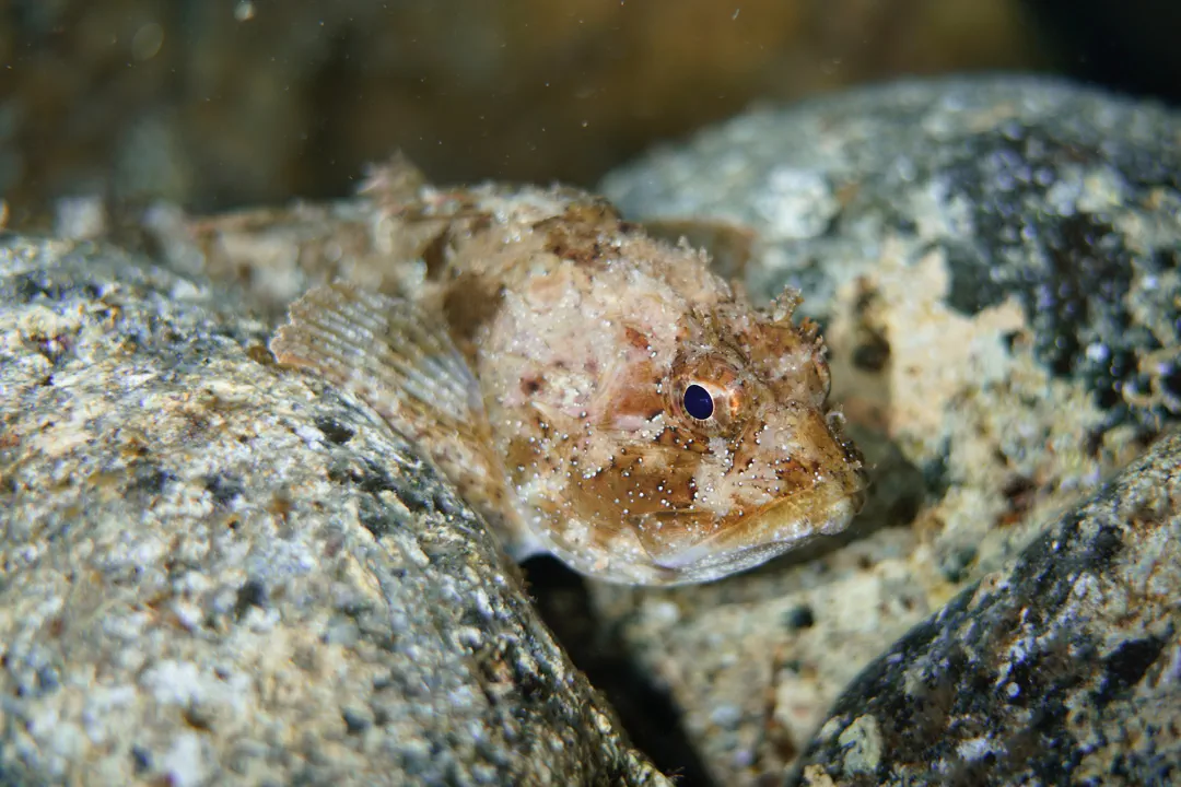 Black Scorpionfish