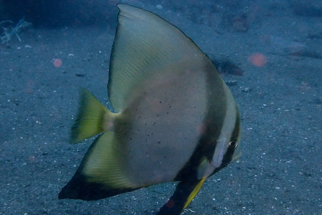 Orbicular batfish (teen)