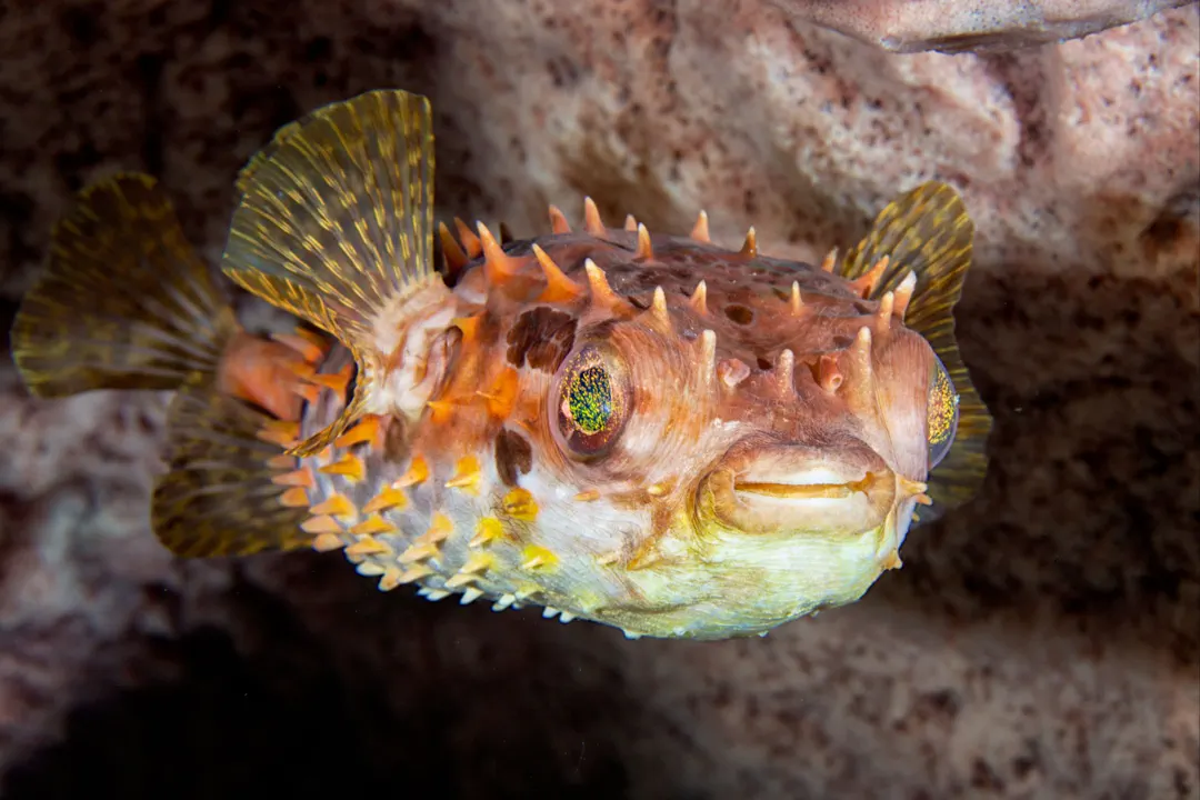 Shortspine Porcupinefish