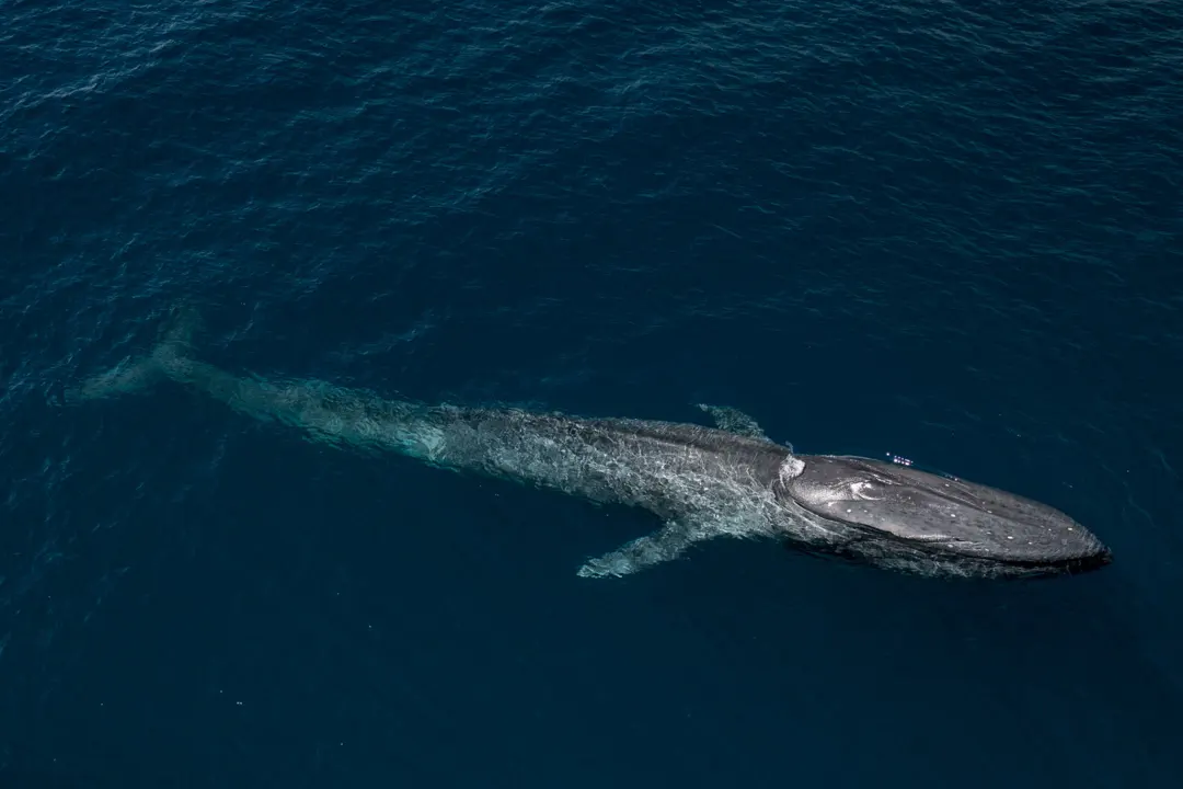Blue Whale (Balaenoptera musculus)