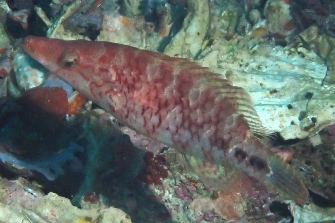 Slender Maori Wrasse (male) (Oxycheilinus celebicus)