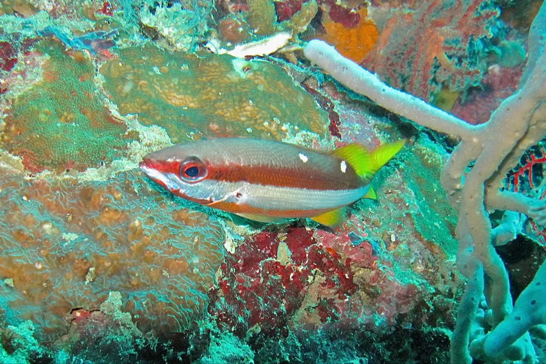 Twospot Snapper (Lutjanus biguttatus)
